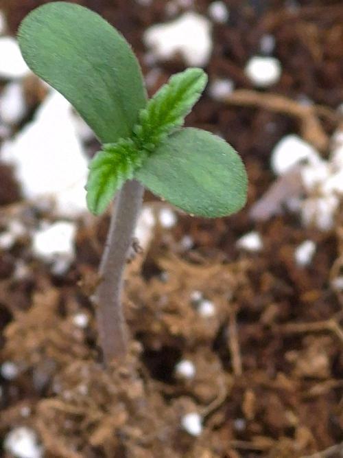 MANGO FROST AUTO by Atomik Systems. Week 1