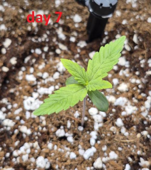 MANGO FROST AUTO by Atomik Systems. Week 1