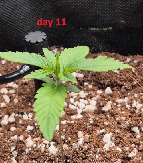 MANGO FROST AUTO by Atomik Systems. Week 1