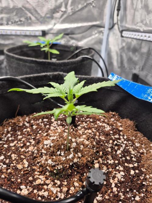 MANGO FROST AUTO by Atomik Systems. Week 2