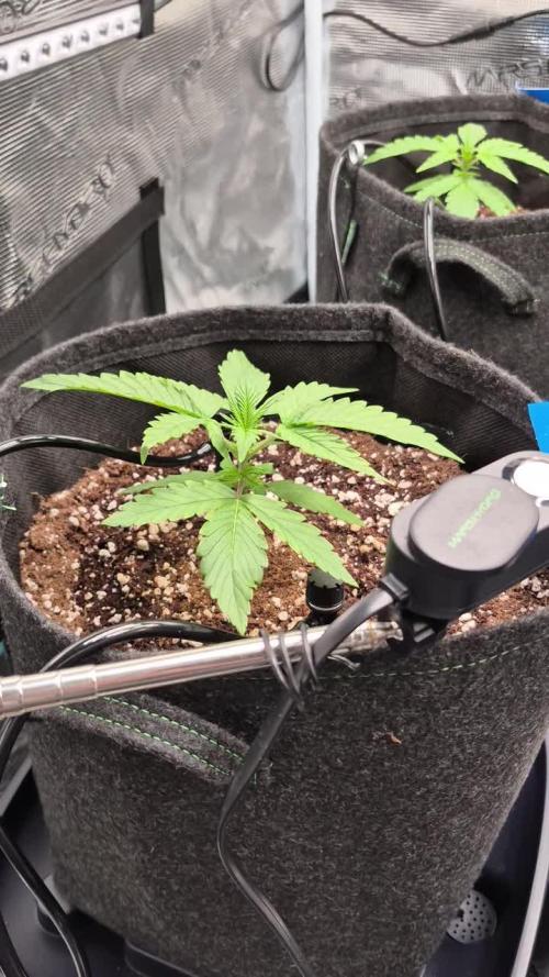 MANGO FROST AUTO by Atomik Systems