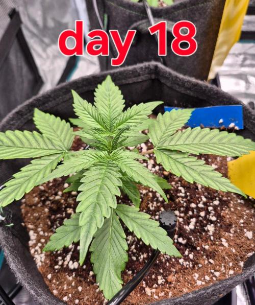 Mango Frost Auto. Week 2
