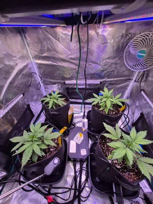 MANGO FROST AUTO by Atomik Systems. Week 3