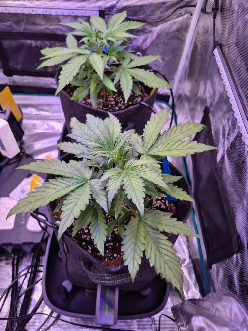 MANGO FROST AUTO by Atomik Systems. Week 4