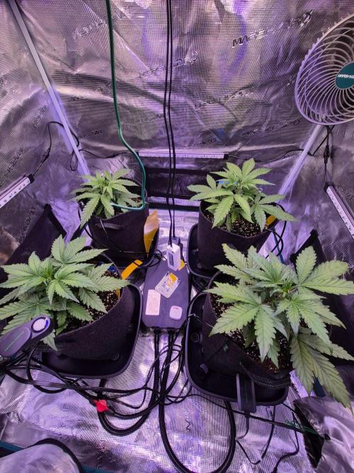 Mango Frost Auto. Week 4