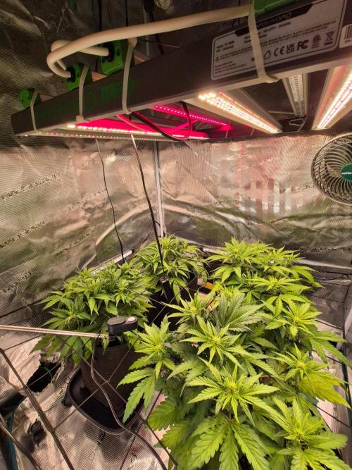 MANGO FROST AUTO by Atomik Systems. Week 5