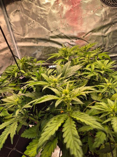 MANGO FROST AUTO by Atomik Systems. Week 5
