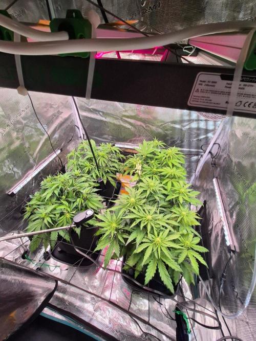 MANGO FROST AUTO by Atomik Systems. Week 5