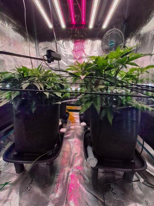 MANGO FROST AUTO by Atomik Systems. Week 5