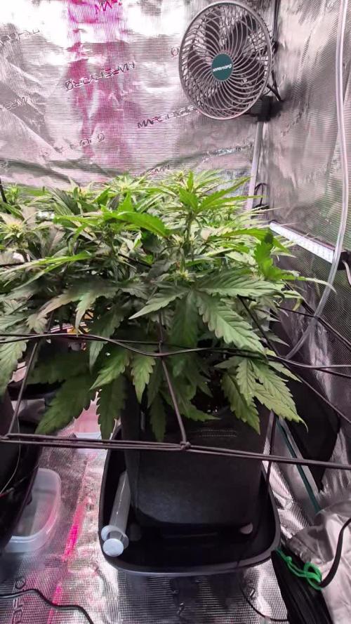 MANGO FROST AUTO by Atomik Systems