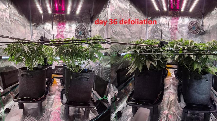 MANGO FROST AUTO by Atomik Systems. Week 6