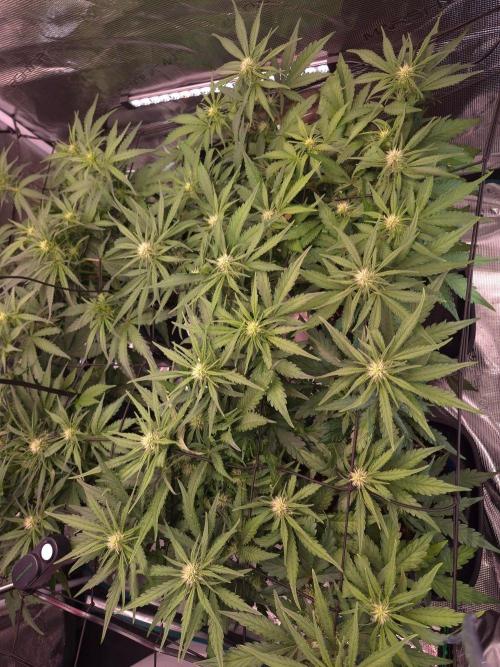 MANGO FROST AUTO by Atomik Systems. Week 6