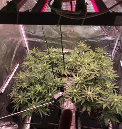 MANGO FROST AUTO by Atomik Systems. Week 6