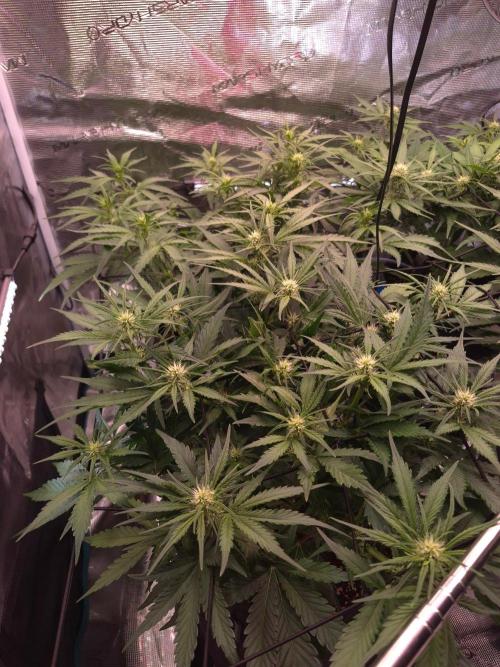 MANGO FROST AUTO by Atomik Systems. Week 6
