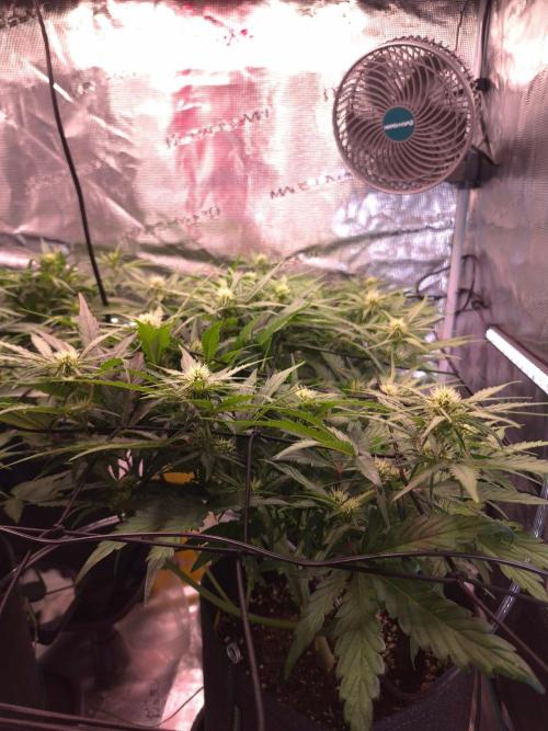 MANGO FROST AUTO by Atomik Systems. Week 6