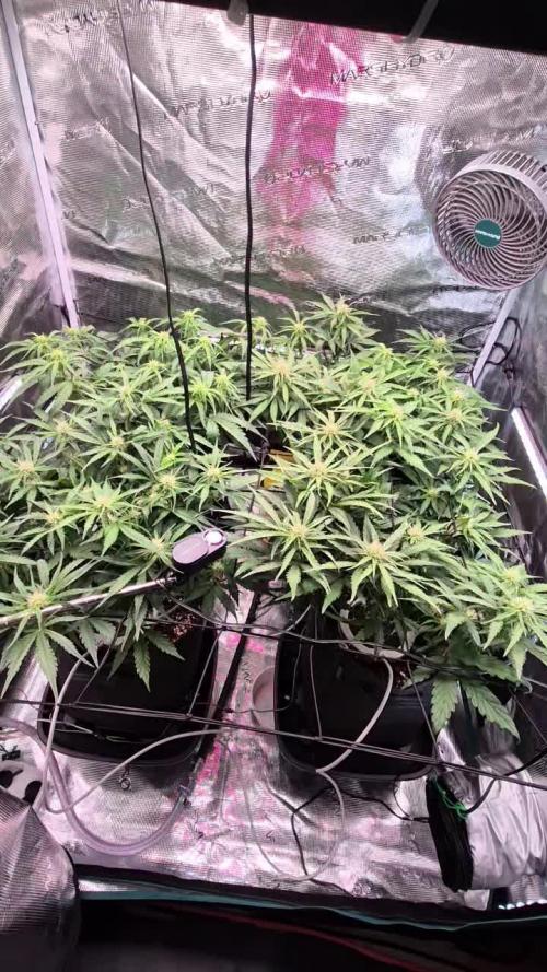 MANGO FROST AUTO by Atomik Systems