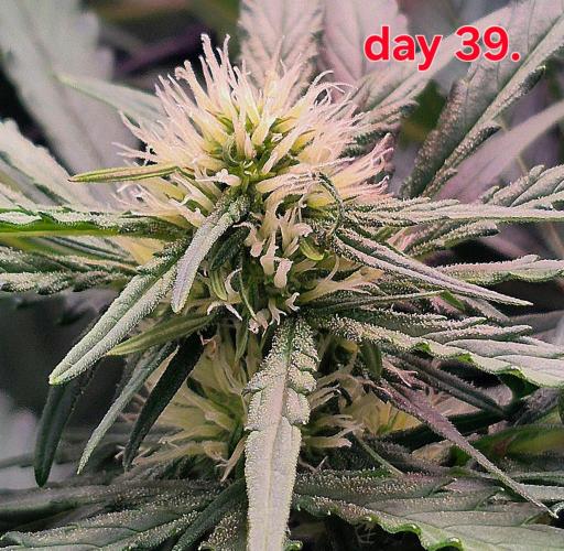 MANGO FROST AUTO by Atomik Systems. Week 6