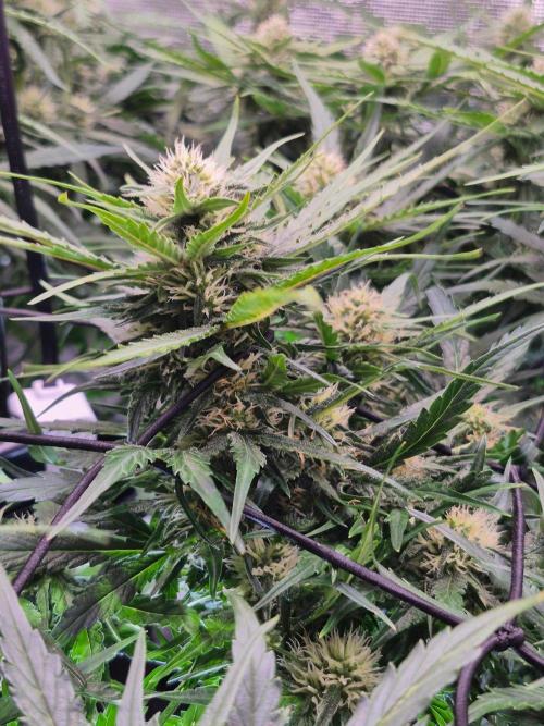 MANGO FROST AUTO by Atomik Systems. Week 7
