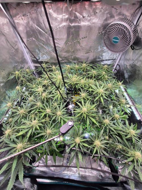 MANGO FROST AUTO by Atomik Systems. Week 7