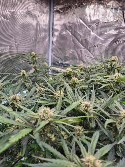 MANGO FROST AUTO by Atomik Systems. Week 7