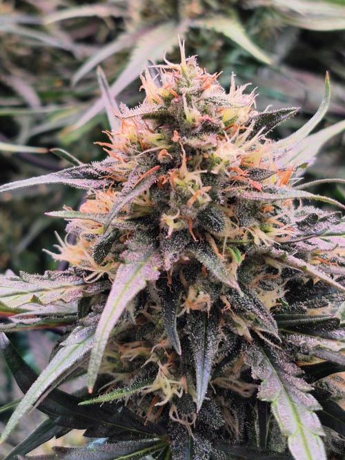 MANGO FROST AUTO by Atomik Systems. Week 9