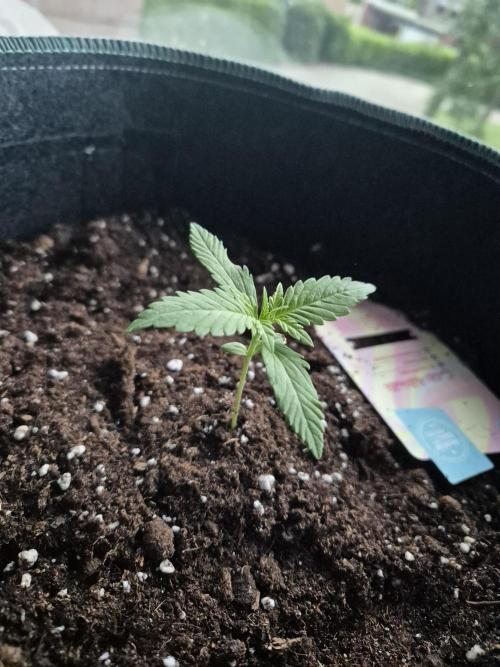 Firsttime. Week 0 - Week 2