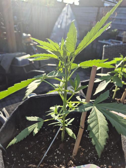 Firsttime. Week 0 - Week 3