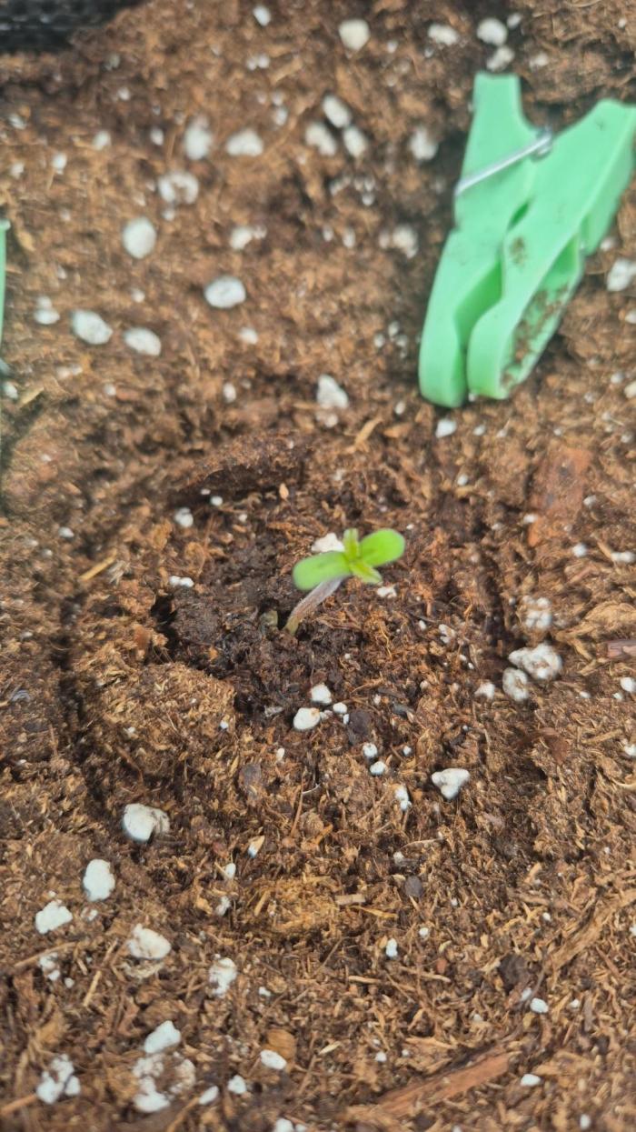 Lemon cherry galato zamnesia. Week 0