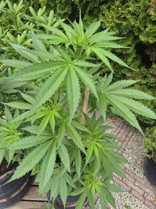 Firsttime. Week 3