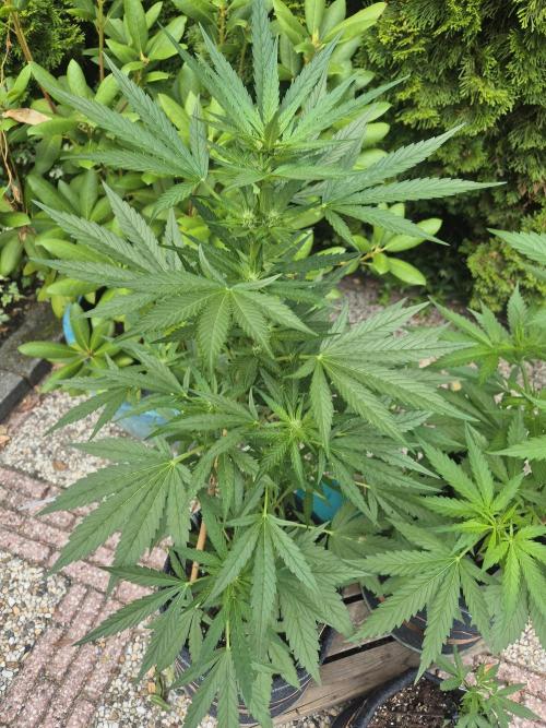 Firsttime. Week 3