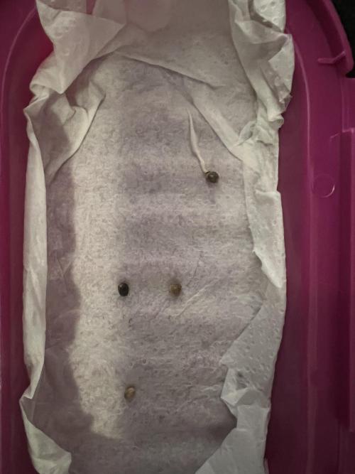 First Time Growing. Week 0 - 2 nyc and the germinated og