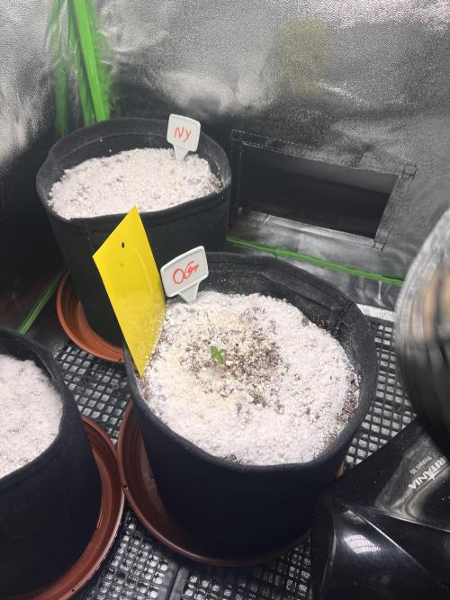 First Time Growing. Week 1