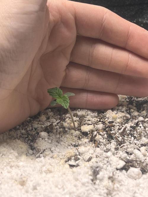 First Time Growing. Week 1