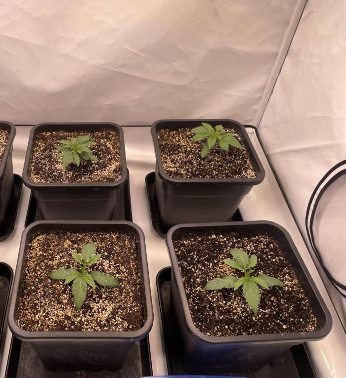 Barneys ice cream cake, critical kush. Week 1