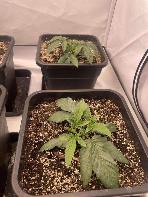 Barneys ice cream cake, critical kush. Week 2