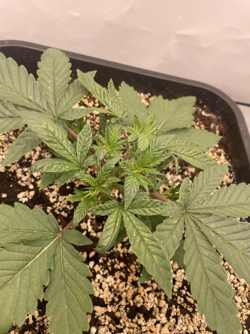 Barneys ice cream cake, critical kush. Week 2