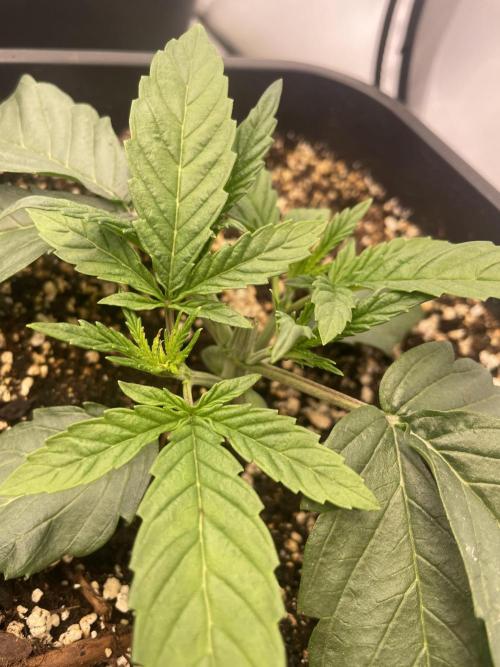 Barneys ice cream cake, critical kush. Week 2