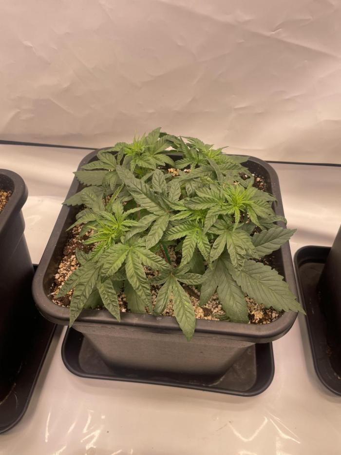 Barneys ice cream cake, critical kush. Week 3