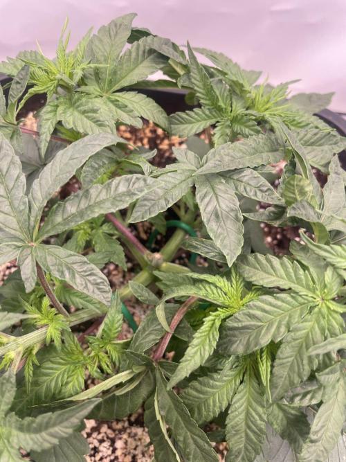 Barneys ice cream cake, critical kush. Week 3