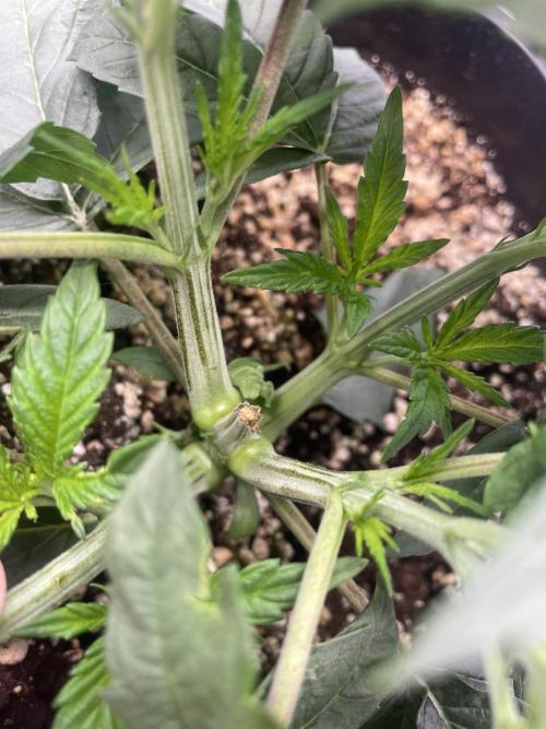 Barneys ice cream cake, critical kush. Week 3