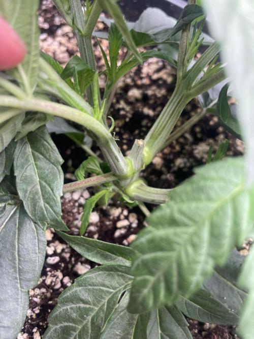 Barneys ice cream cake, critical kush. Week 3