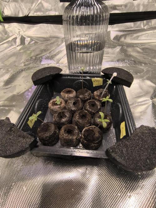 First GrowDiarie But not the First Grow. Week 0