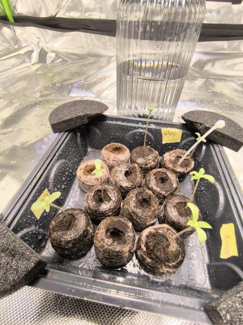 First GrowDiarie But not the First Grow. Week 0