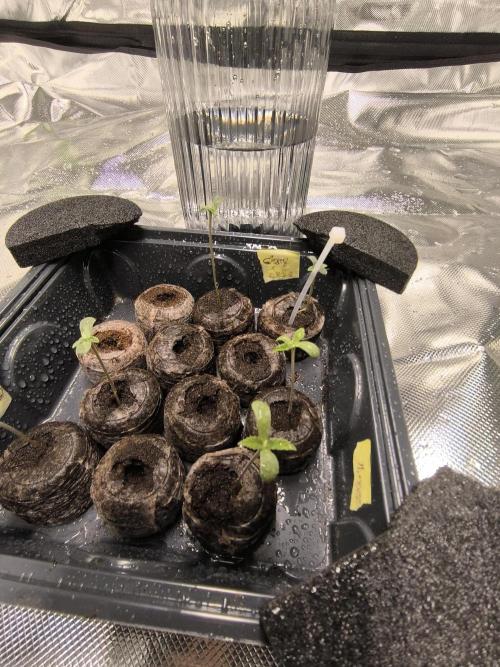 First GrowDiarie But not the First Grow. Week 0