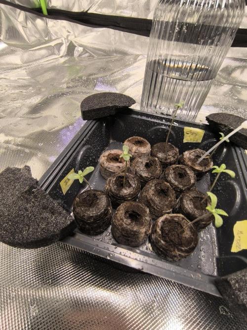 First GrowDiarie But not the First Grow. Week 0