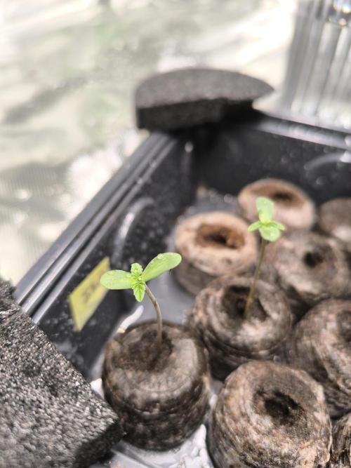 First GrowDiarie But not the First Grow. Week 0