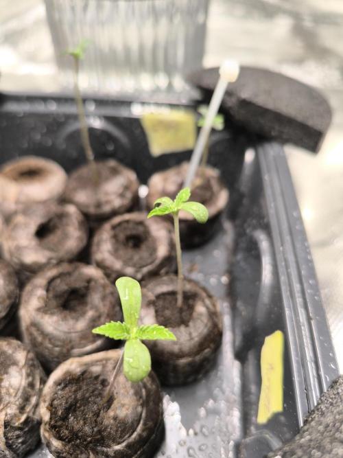 First GrowDiarie But not the First Grow. Week 0