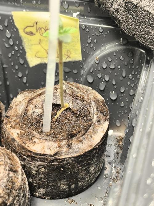 First GrowDiarie But not the First Grow. Week 0 - the one who's delicate
