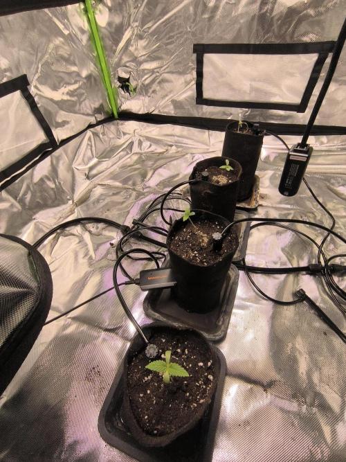 First GrowDiarie But not the First Grow. Week 1