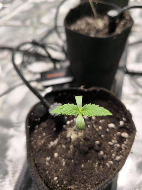 First GrowDiarie But not the First Grow. Week 1